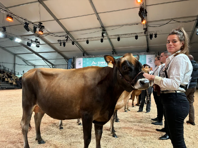 Jersey Cattle Numbers in France Rise 145% Over Ten Years