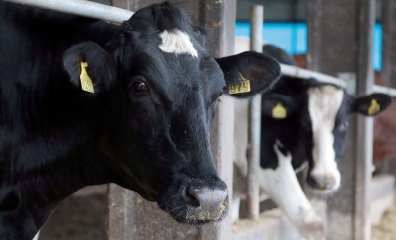 Brazil’s Pronampe Leite allocates R$100,965,515.24 through 3,770 dairy-farm contracts