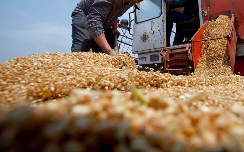 Экспорт зерна вырос на 35% в РК