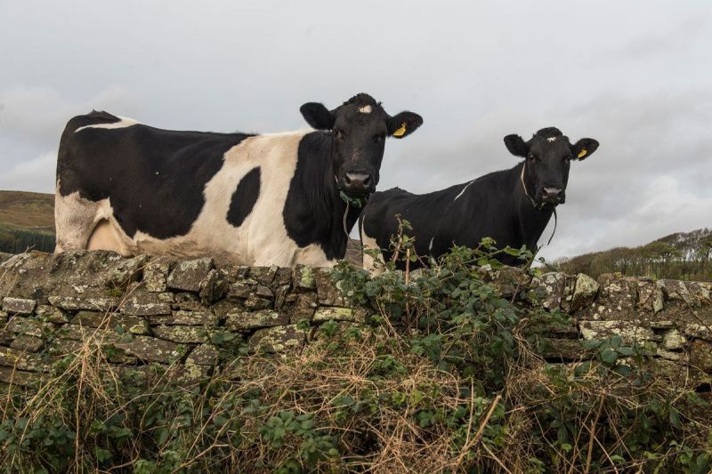 James Young plans a cattle tunnel beneath the A83