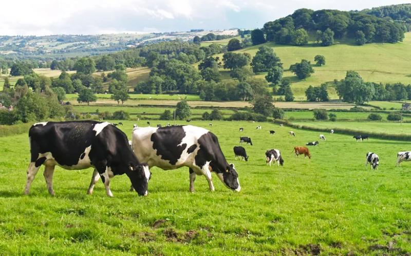 US Agribusiness Receives $1.1 Billion Aid to Stabilize Dairy Sector Amid Trade Disruptions