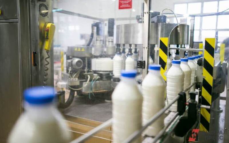 Ahome'un Süt Fazlası Yerel Pazar İçin Zorluklar Yaratıyor