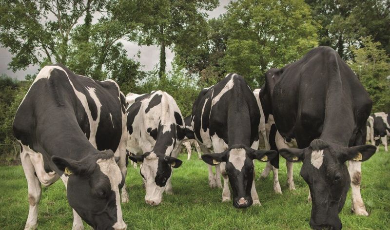 DAERA invites Northern Irish farmers on Wexford and Louth study tour