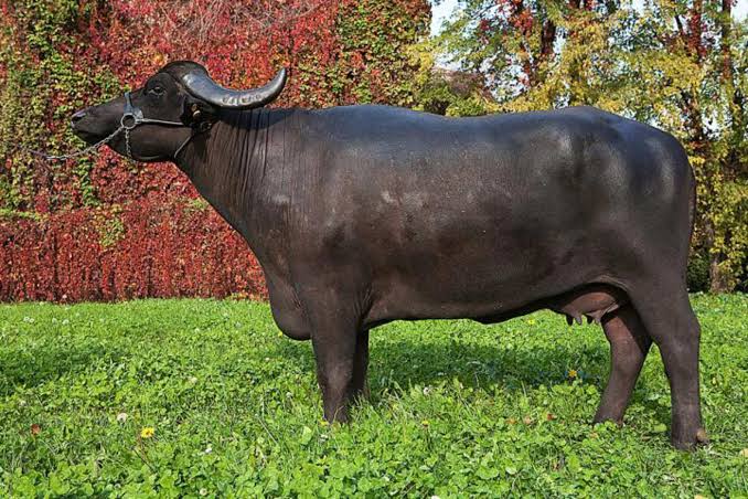 Darwin buffalo exports to Indonesia remain strong on feeder and breeder demand Darwin buffalo exports to Indonesia remain strong on feeder and breeder demand