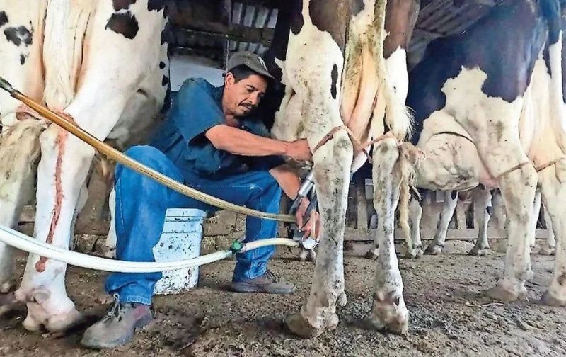Chihuahua Turns to Milk from Other Mexican States