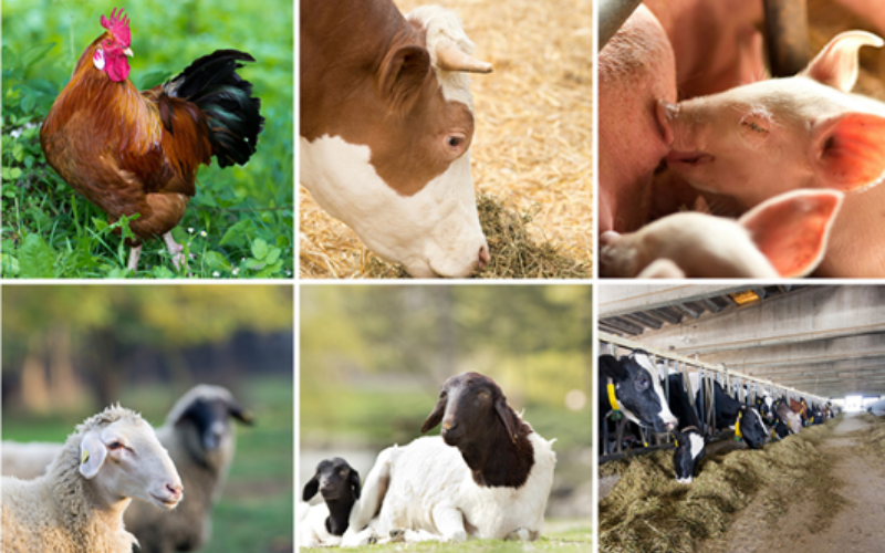 India's Livestock Sector Sees Growth in Milk, Eggs, Meat, and Wool Production