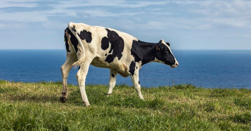 Yüzen Süt Çiftliği Hollanda'da Kapanma Tehlikesiyle Karşı Karşıya