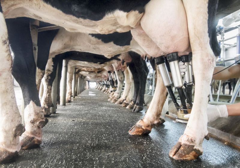 Apymel: Excess Milk Supply Leading to Calls for Price Cuts