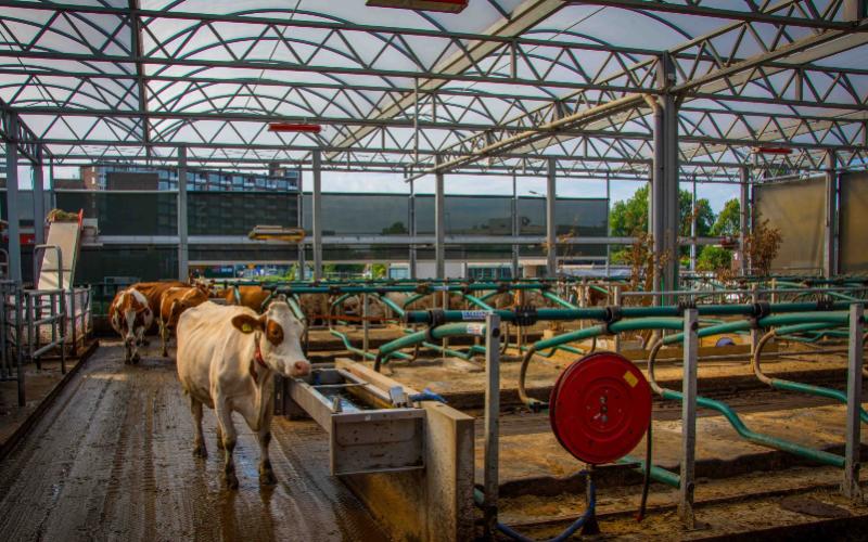 Rise in Indoor Dairy Farming in the Netherlands Despite Grazing Initiatives