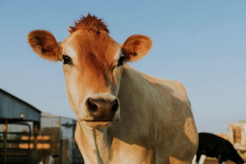 California's Raw Milk Trend Faces Scrutiny Amid Bird Flu Concerns