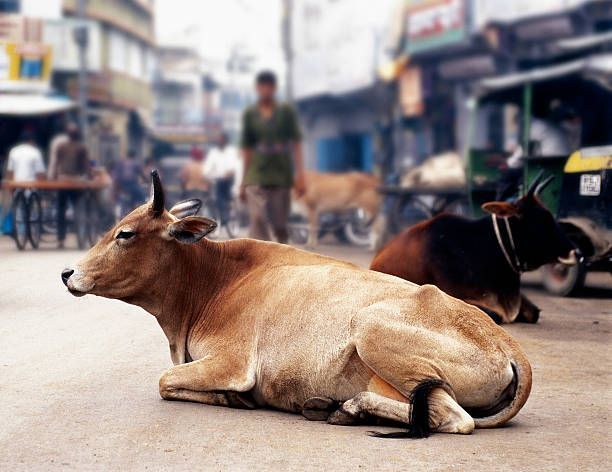 Indian Government to Penalize Dairy Farmers for Stray Cattle