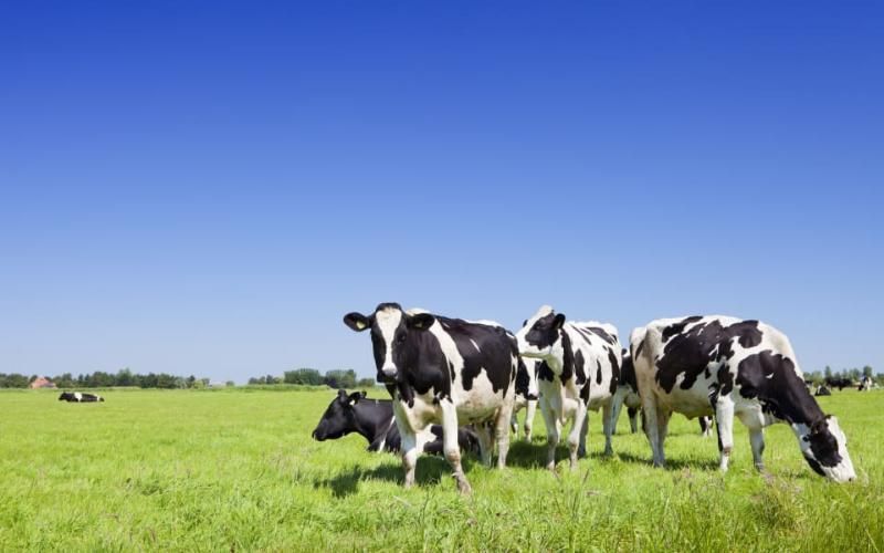 UK Dairy Carbon Network Pioneers Emission Reduction in Dairy Farms
