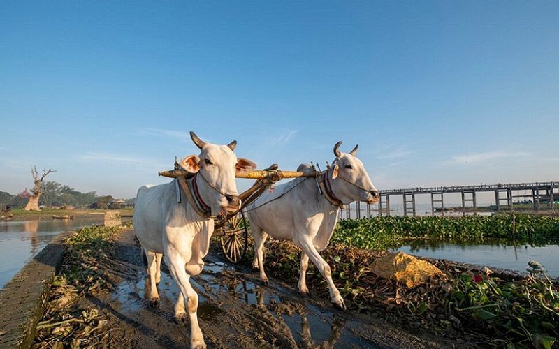 Bulla's New Dairy Payment Model Introduces Industry Benchmark