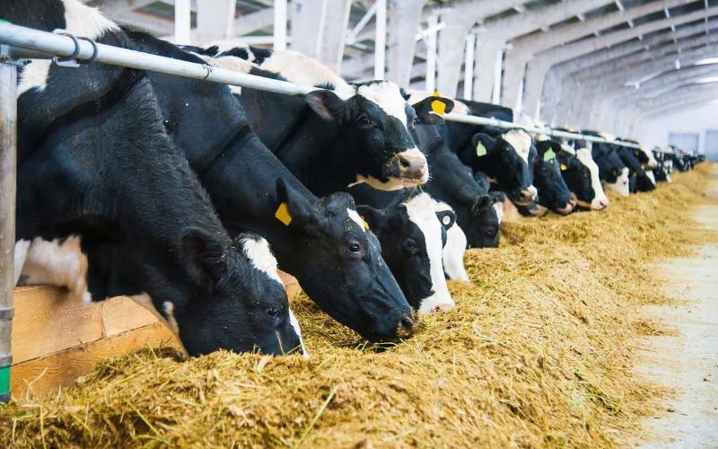 DKMUL Introduces Incentive to Mitigate Rising Dairy Farm Costs