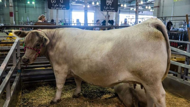 California Dairy Faces New Canadian Tariffs as Wine Industry Feels Pressure