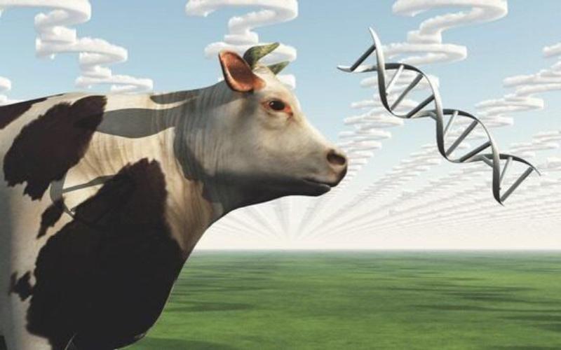 ADM ve Alltech, Kuzey Amerika'da Süt Ürünleri Yem Çözümlerini Geliştirmek İçin Akralos'u Kurdu