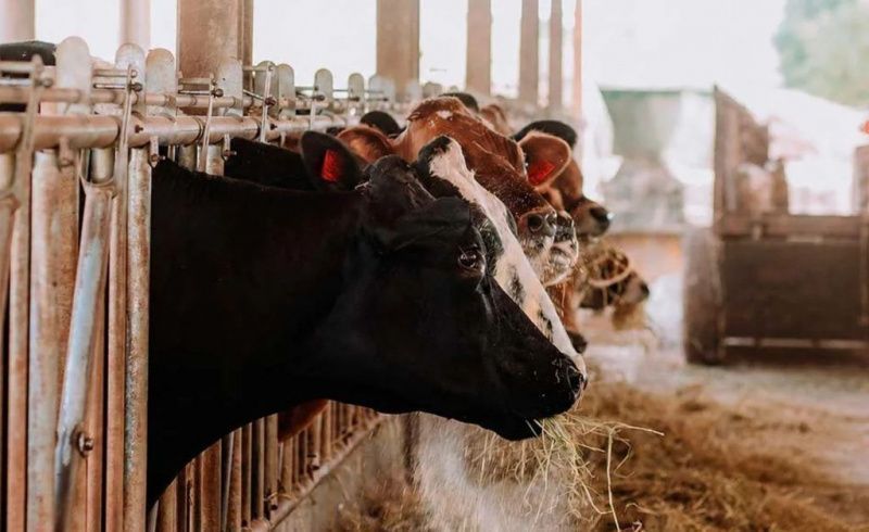 Three Factors May Pressure Brazilian Milk Producers in Coming Months