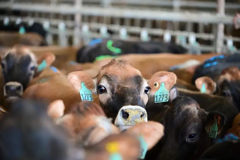 US milk production reached 19.9 billion pounds in August