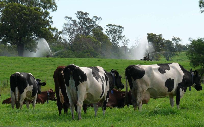Australian Dairy Cows Achieve Greater Longevity with Enhanced Management