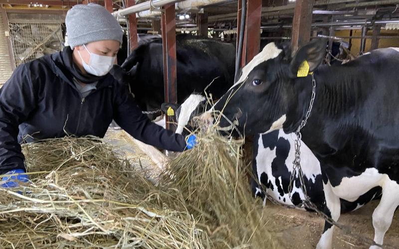 Aumento pronunciado en los precios de terneros lecheros a pesar de la caída del precio de la leche