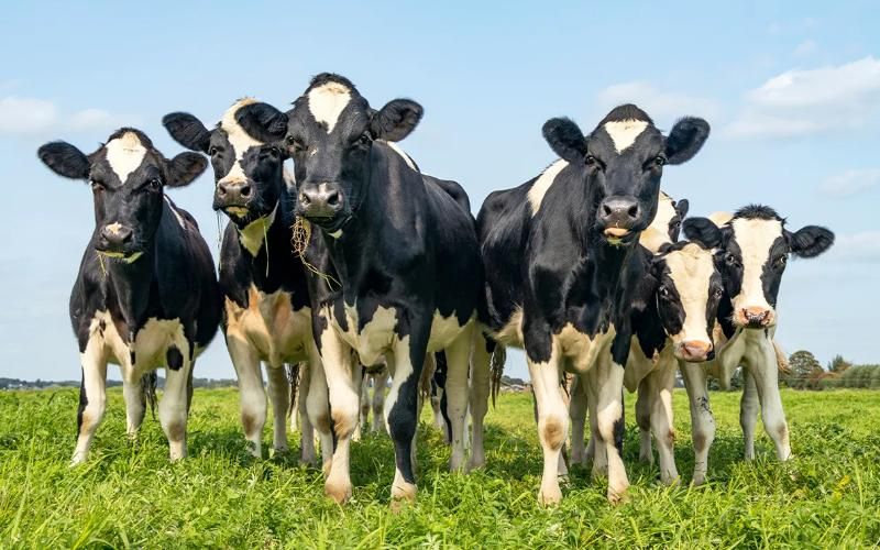Uruguay's Strategic Land Purchase: A Move to Stabilize Dairy Industry