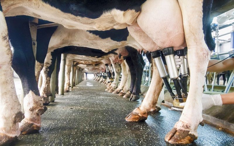 Казахстан борется с низкой продуктивностью в животноводстве - Нацплан развития РК