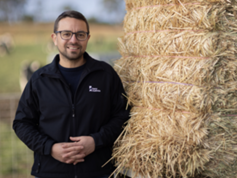 More profit from early lactation grain