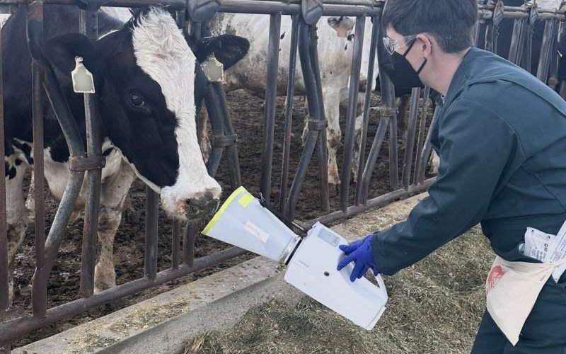 加利福尼亚奶牛场发现H5N1病毒传播