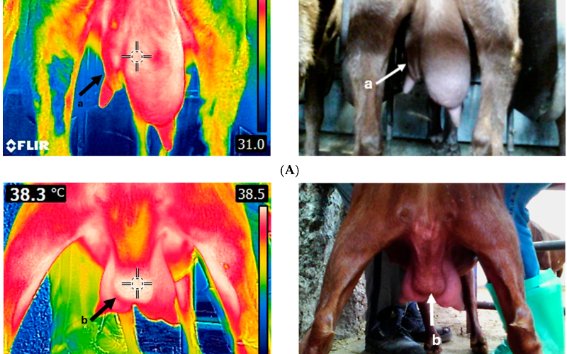 Infrared Thermography: A New Frontier in Detecting Subclinical Mastitis