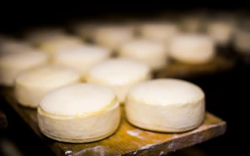 Goot Essa Peynirinin Listeria Kontaminasyonu Nedeniyle Acil Geri Çağrılması