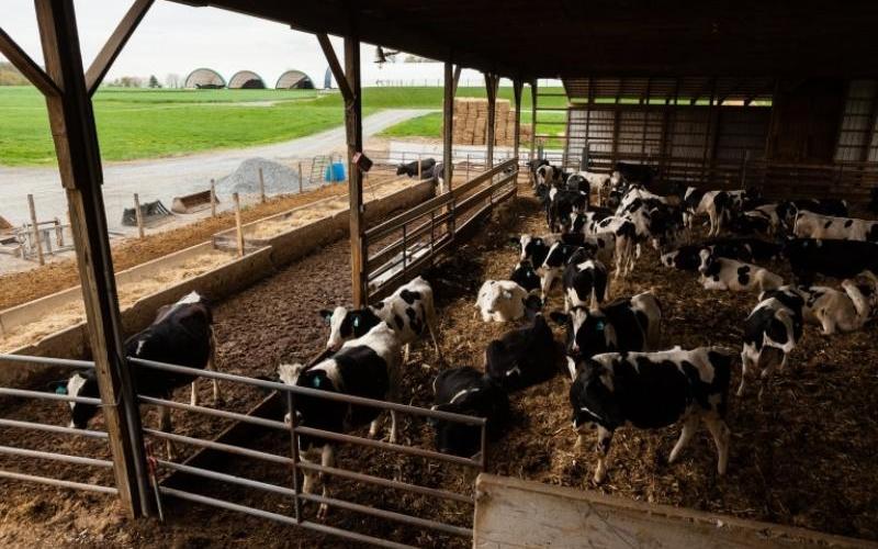 Sanal Süt Çiftliği Turu, 45 Eyaletten 11.000 Öğrenciyi Eğitiyor