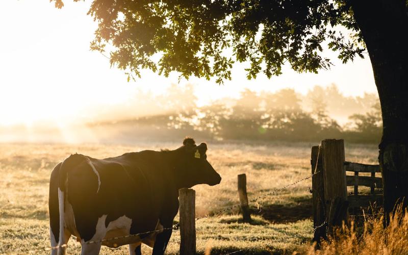 Environmental Impact of Bovine Tuberculosis on Northern Ireland Farms