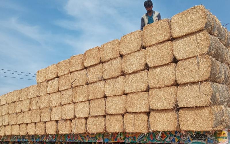 Punjab Farmers Concerned Over Plummeting Wheat Straw Prices