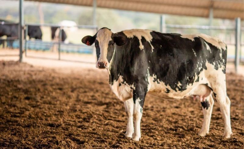 Heat Stress Can Cut Brazilian Dairy Cow Output by 20%