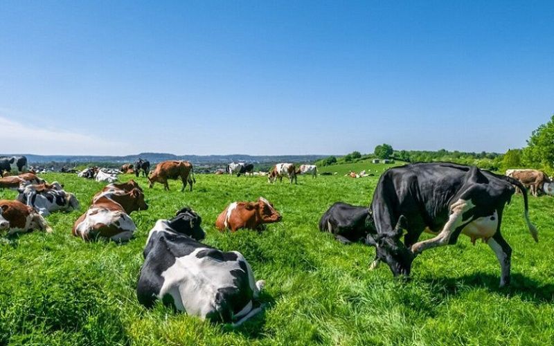 California Dairy Producers Urged to Secure 2025 Dairy Margin Coverage by March 31