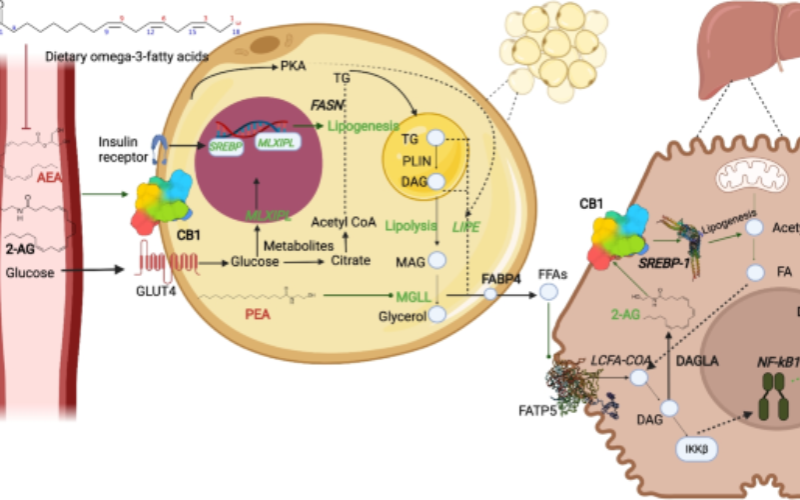 ارتباط تناول مكملات أوميغا-3 بتحسين طول عمر الأبقار الحلوب