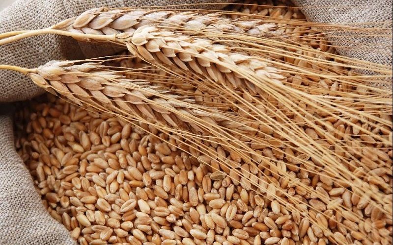 KazFoodProducts планирует реализовать проект по переработке зерна