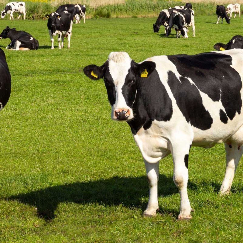 Uttarakhand’s Proposed Policy Shift Emphasises Preventive Dairy Safety