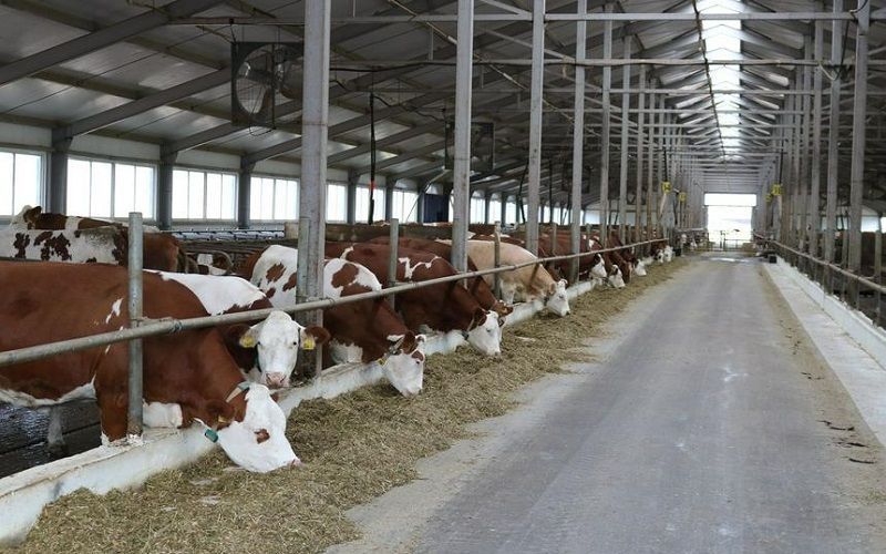 Inside the Indian dairy business building a 15,000-cow farm