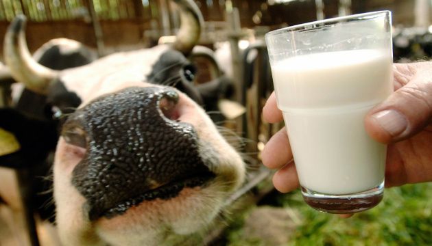 Ukraine's Dairy Industry Faces Potential Losses of UAH 1 Billion in 2024