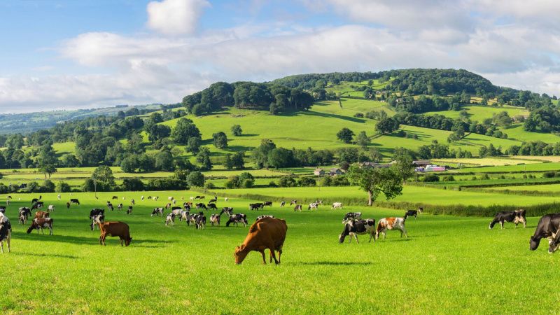 Methane Reduction Targets Lag in Dairy and Coffee Sectors