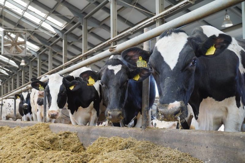Kazakhstan plans to import 5,000 Holsteins from Germany by end-2026