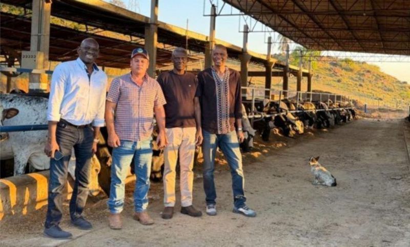 São Paulo Farm Negotiates New Heifer Export to Senegal