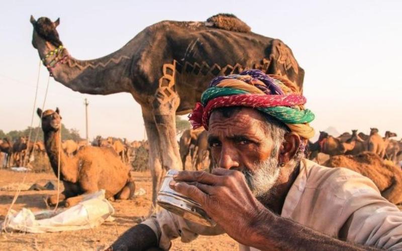 الهند تقيم اقتراح إنشاء مصنع لمسحوق حليب الإبل في راجستان