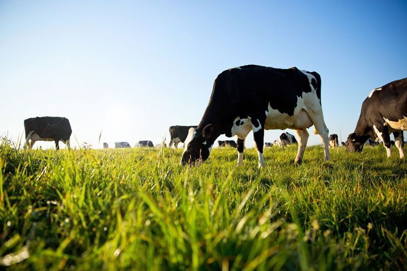 Global Milk Supply Tests Iowa Dairy Expansion