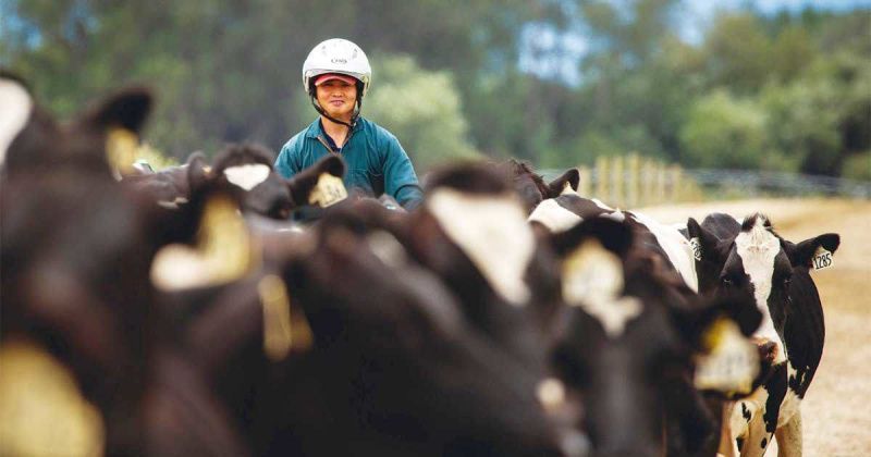 New Dairy Cattle Code Raises Animal-Care Standards in New Zealand