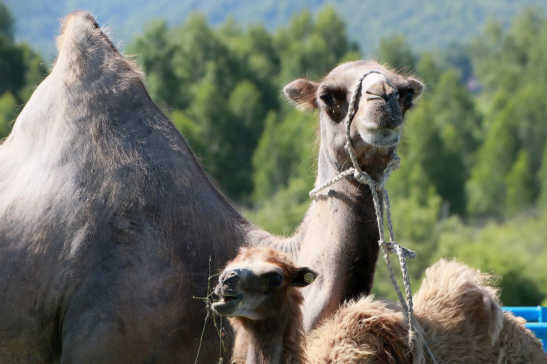 Kazakhstan Has Approved a Standard for Pasteurized Camel Milk