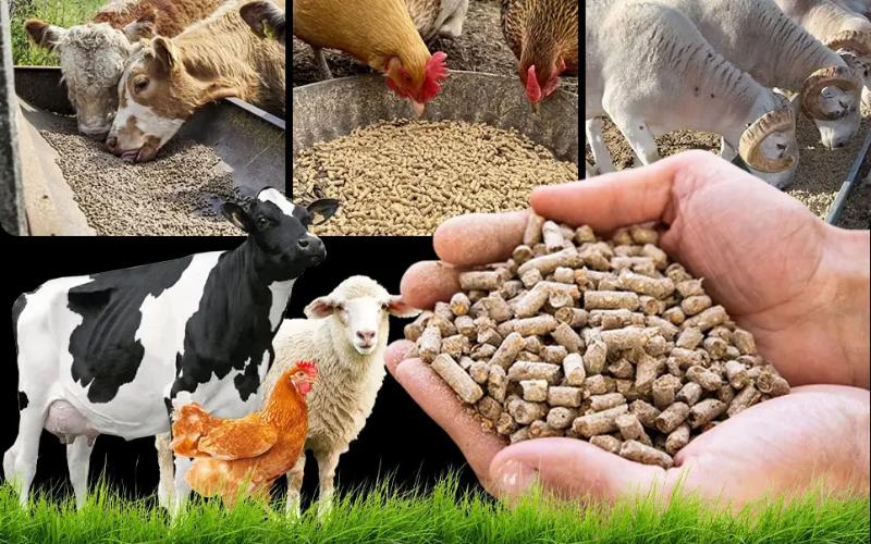 El Tribunal Superior de Delhi Reasigna la Autoridad de Regulación de Alimentos para Ganado