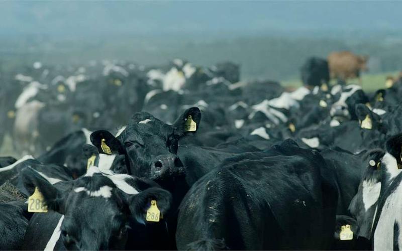 Yeni Zelanda'daki Süt İnekleri Önceden Tahmin Edilenden Daha Az Azot Salıyor