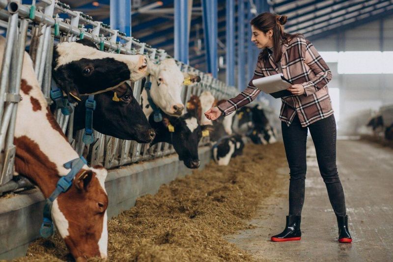 New Work Exchange Scheme Boosts Global Dairy Farming Experience for Young Professionals